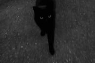 Walking black cat