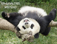 Have fun this weekend
