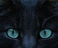 Mystical Cat