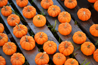 Mini Pumpkin