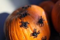Spider on a pumpkin