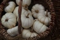 White Pumpkin