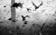 Flying bats