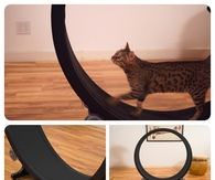 Exercise wheel for cats