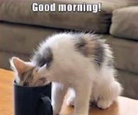 Good Morning
