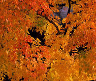 Beautiful Autumn Tree