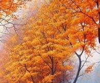 Autumn in Orange