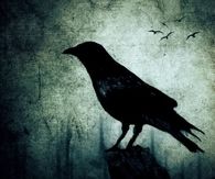 Black crow