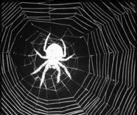 Black and white spider