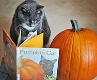 Pumpkin cat