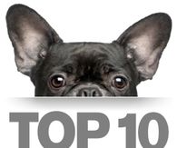10 Things Not To Feed Your Dog