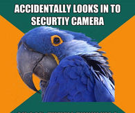 Paranoid Parrot Memes