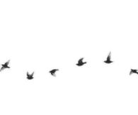 Flying Birds