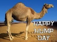 Happy Hump Day