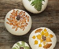 Botanical Pumpkin