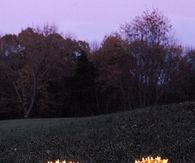 Porcupine Pumpkins