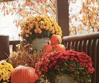 Mums & Pumpkins