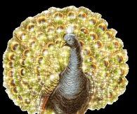 Gold Peacock