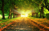 Autumn Rays of Light