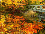 Reflections of Autumn