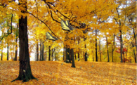 Golden Butterfly Forest