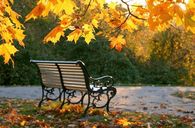 Single Falling Leaf