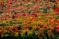 Fall Color Minnesota