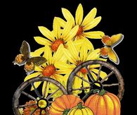 Fall Harvest