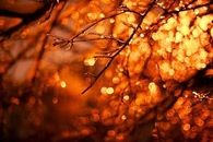 Autumn Bokeh