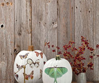 Moth decal pumpkins
