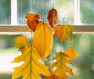 Hanging leaves