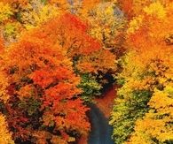Colorful Fall Path