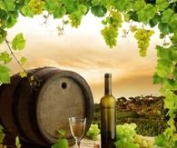 Vineyard Harvest