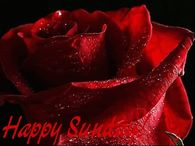 Happy Sunday