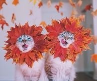 Autumn Cats