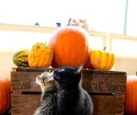 Autumn Cats on a Pumpkin