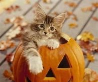 Cat in a Jack O Lantern