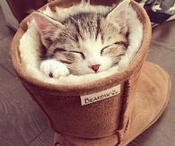 Cat In A Boot