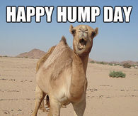 Happy Hump Day