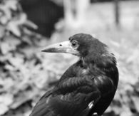 Black crow