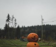 Frosty the pumpkin man