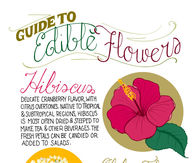 Guide to edible flowers