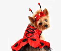 Doggy Ladybug Halloween Costume
