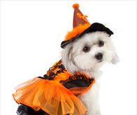 Cute Doggy Orange & Black Witch Costume