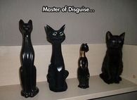 Master of