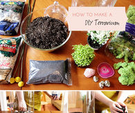 DIY Terrarium
