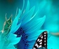 Beautiful Butterfly