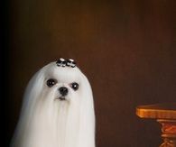 Ghost Dog
