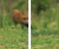running fox