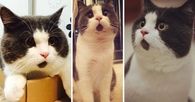 surprised kitten